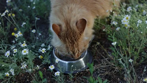 Ginger cat eating from a bowl surrounded by delicate white daisies in a garden Stock Footage 337127525