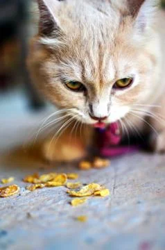 Ginger cat eating cornflakes Stock Photos