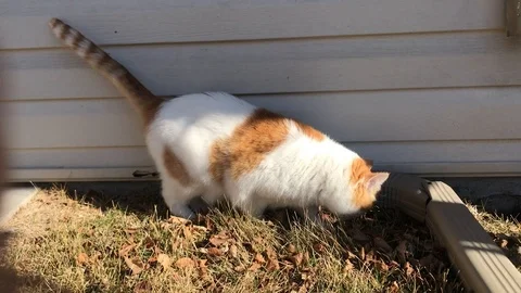 Ginger cat eating grass Stock Footage 126423040