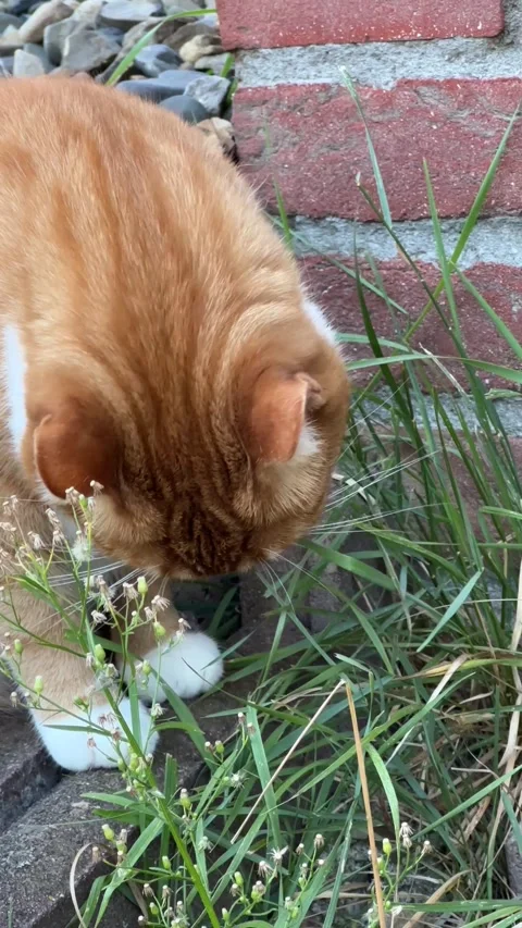 Ginger Cat Eating Grass Outdoors Видео 342377141