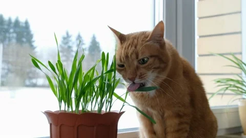 Ginger cat eating green grass in a pot on window sill. Feeding cats. Stock Footage 236478696