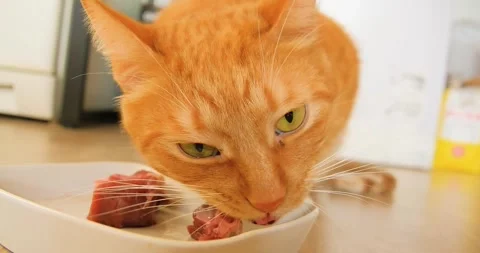 Ginger cat eating raw meat in the kitchen Stock Footage 262488677
