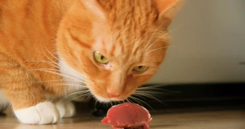 Ginger cat eating raw meat in the kitchen Stock Footage 262488678