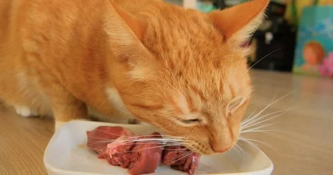 Ginger cat eating raw meat in the kitchen Stock Footage 262488679
