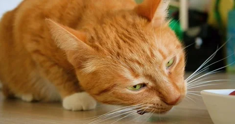 Ginger cat eating raw meat in the kitchen Stock Footage 262488684