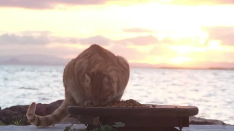Ginger Cat Eating at Sunset by the Sea Slow Motion Stock Footage 328122661