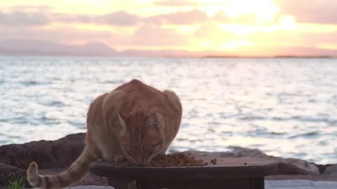Ginger Cat Eating at Sunset by the Sea Slow Motion Stock Footage 328122733