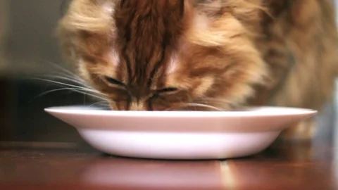 Ginger Cat is Eating Tuna Fish Video stock 74398522