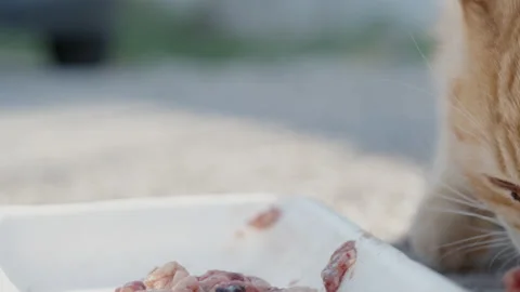 Ginger Cat Eats Chicken Giblets and meat from a Tray, close-up, on the street 스톡 동영상 229382496