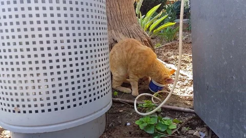 Ginger cat eats cream cheese, gets stuck with box on head 스톡 동영상 76490003