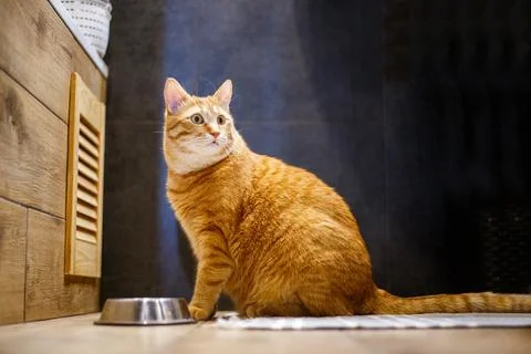 Ginger cat eats dry cat food from a bowl on the floor at home. Life style g.. Foto stock