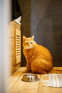 Ginger cat eats dry cat food from a bowl on the floor at home. Life style g.. Stock Photos