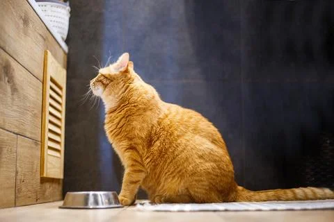 Ginger cat eats dry cat food from a bowl on the floor at home. Life style g.. Stock Photos