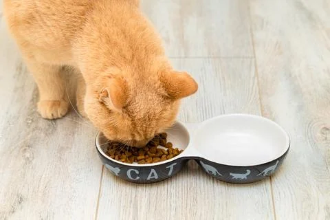 Ginger cat eats dry food from a bowl Stock Photos