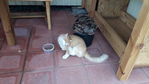 Ginger cat eats food in 스톡 동영상 140639516