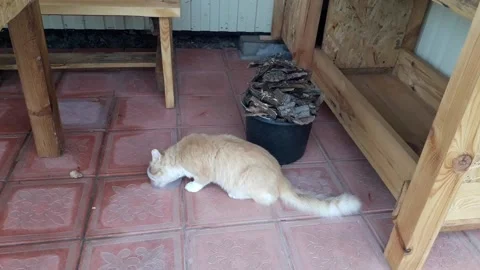 Ginger cat eats food in a jar 스톡 동영상 140638879