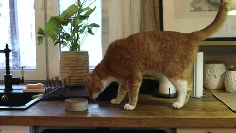 Ginger cat eats food in the kitchen on the worktop Video stock 274466886