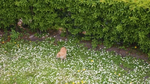 A ginger cat eats fresh spring grass in a meadow with daisies.  Stock Footage 308195615