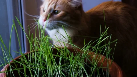 Ginger cat eats the grass and looks out the window of the birds, two cats 4k 스톡 동영상 84901480