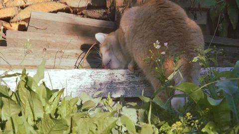 Ginger cat eats green grass outdoors. 스톡 동영상 159461828