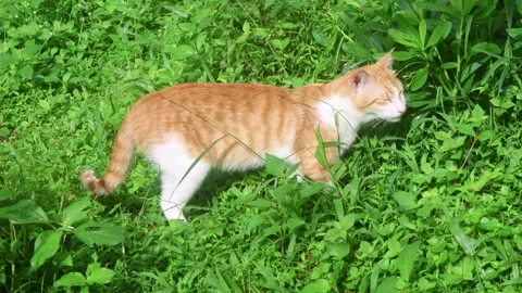 A ginger cat eats green grass, showcasing natural feline behavior. 스톡 동영상 315220433