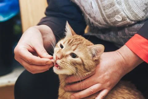 Ginger Cat Eats by Hand Manually Foto stock