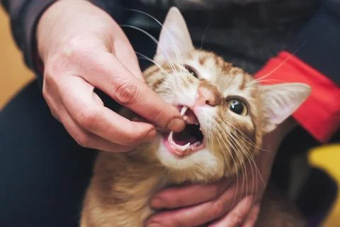 Ginger Cat Eats by Hand Manually Stock Photos