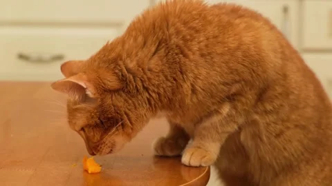 Ginger cat eats a piece of baked pumpkin on the dining table 스톡 동영상 290205500