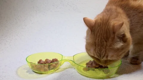 A ginger cat eats slowly moist food from a bowl on a white background Stock Footage 74966997