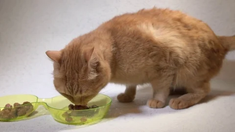 A ginger cat eats slowly moist food from a bowl on a white background 스톡 동영상 74967066