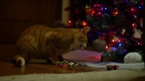 Ginger cat eats tinsel 스톡 동영상 70902539