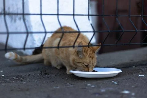 A ginger cat eats from a white plate placed on the ground Stock Photos