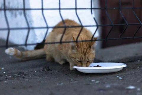 A ginger cat eats from a white plate placed on the ground Stock Photos