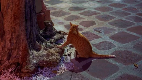 Ginger Cat Energetically Scratching Tree Bark 4K Stock Footage 345577848