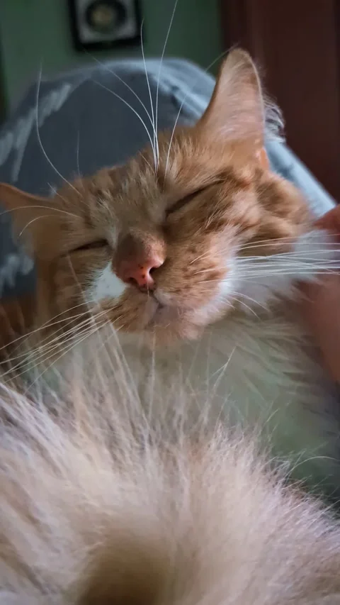 Ginger cat enjoying gentle stroking while peacefully resting Video stock 310794666