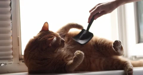 Ginger cat enjoying grooming session with a brush by the window Stock Footage 339066471