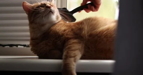 Ginger cat enjoying grooming session by the window with blinds Stockbeeldmateriaal 339066657