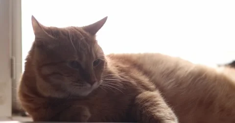 Ginger cat enjoying a grooming session with a brush near a window Stock Footage 339068471