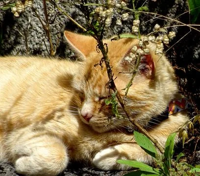 Ginger Cat Enjoying The Sun Stock Photos