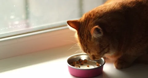 Ginger cat enjoys eating dry food from a pink bowl by the window Stock Footage 339066120