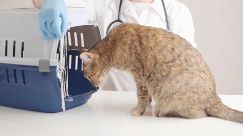 Ginger cat entering in carrier box in veterinary clinic. Vidéo 149672571