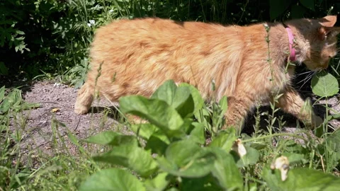 Ginger Cat Exploring Garden Video stock 293203199