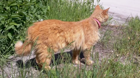 Ginger Cat Exploring Grass Stock Footage 293200292