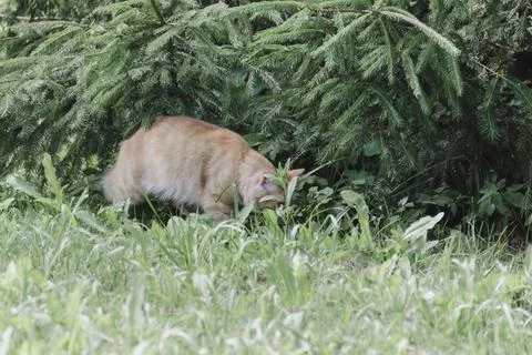 Ginger cat exploring grassy area natural daylight, curious alert, soft back.. Photos