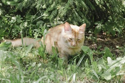 Ginger cat exploring grassy area in natural daylight, curious and alert, soft Stockfoto's