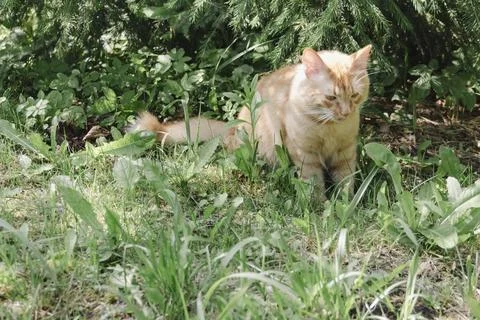 Ginger cat exploring grassy area natural daylight, curious alert, soft back.. Stockfoto's