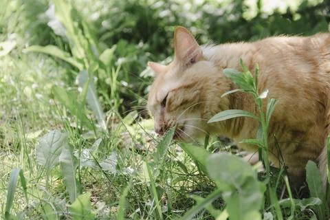 Ginger cat exploring grassy area natural daylight, curious alert, soft back.. Photos