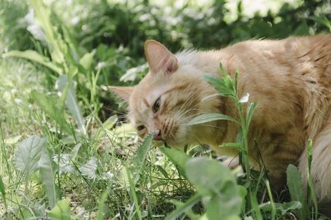 Ginger cat exploring grassy area natural daylight, curious alert, soft back.. Photos