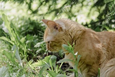 Ginger cat exploring grassy area natural daylight, curious alert, soft back.. Photos