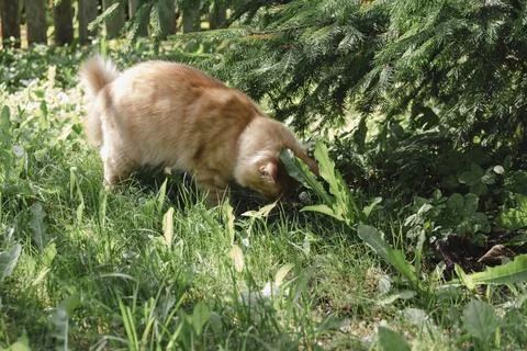 Ginger cat exploring grassy area natural daylight, curious alert, soft back.. Fotos Stock